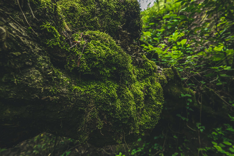 Incumbents quota allocation